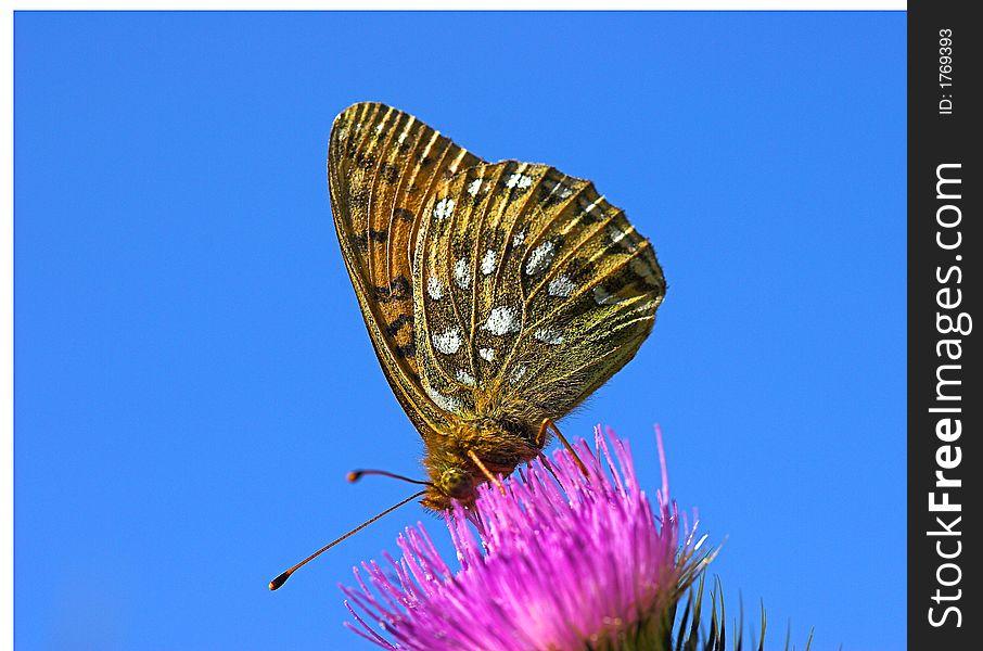 Photo of an orange and black butterfly, feeding on a thistle, against a clear blue sky. Photo of an orange and black butterfly, feeding on a thistle, against a clear blue sky.