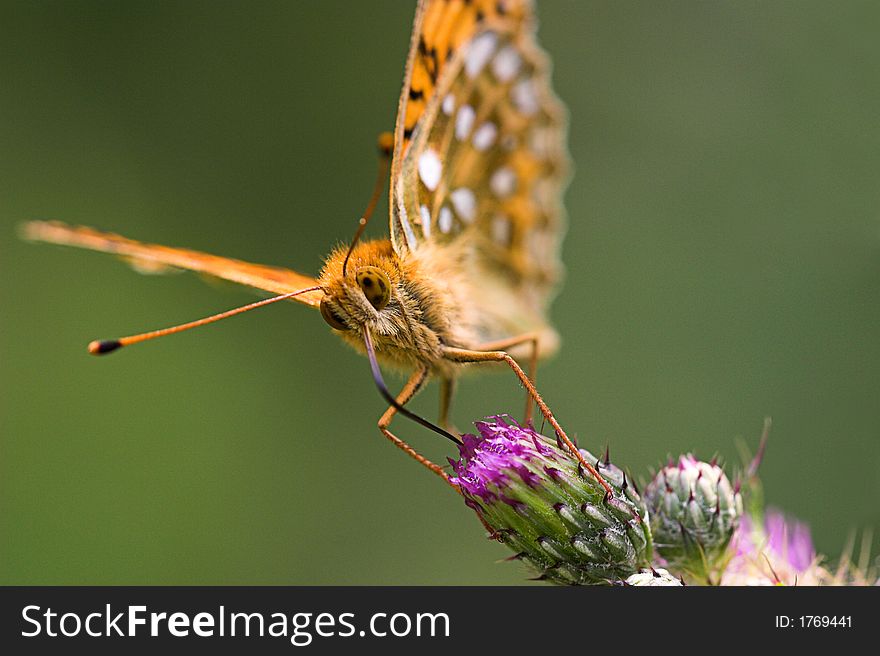 Photo of a butterfly,(dark green fritillary), feeding on a thistle head facing forward with head and eye in sharp focus. the plain green background is out of focus