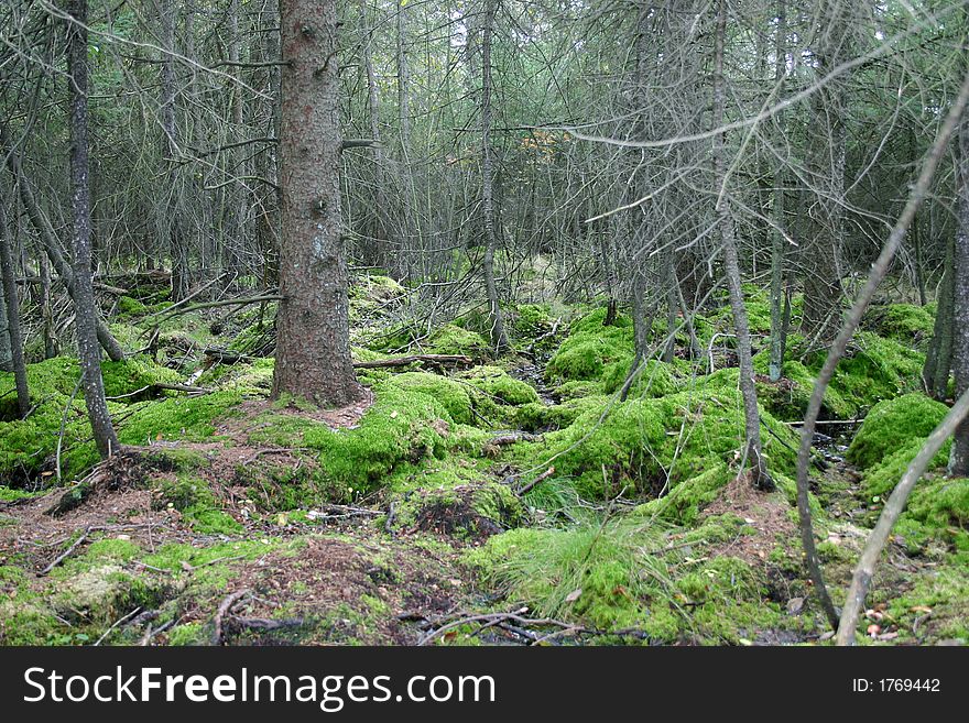 Autumn scene of a bog with moss growing on the ground