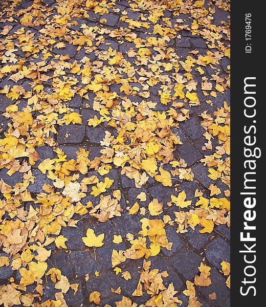Yellow Autumn leaves on a cobblestone ground