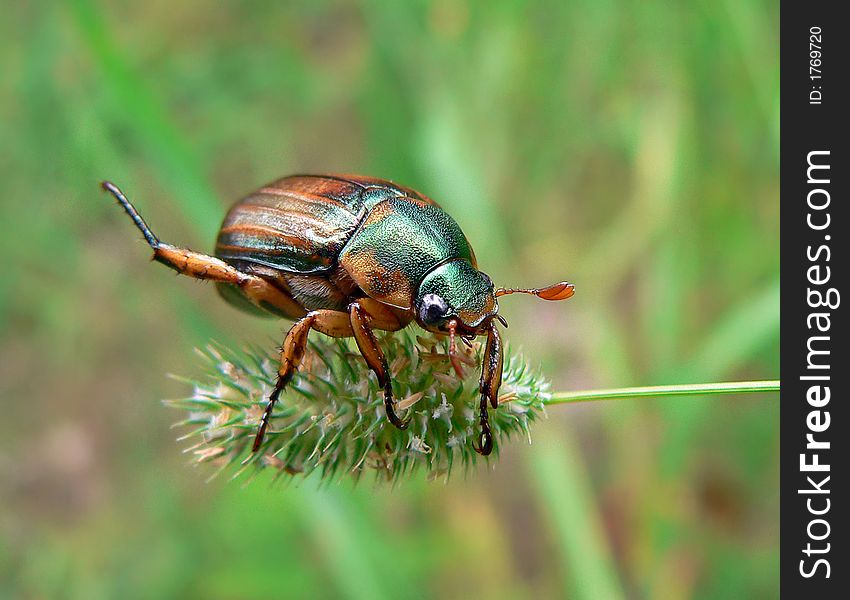 Close-up of a beetle (Rhombonyx testaceloes ussuriensis) on ear of a grass-blade.