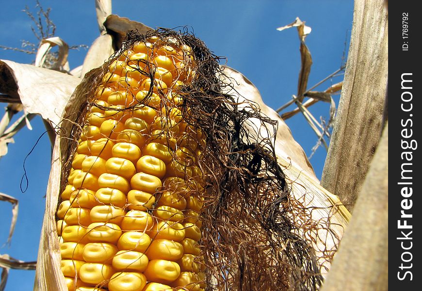 Ripe golden corn in the cornfield, on the blue sky background. Ripe golden corn in the cornfield, on the blue sky background.
