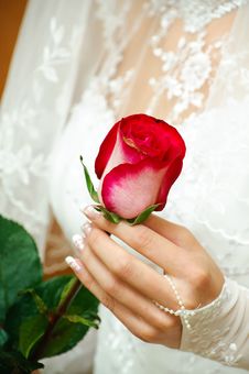 Wedding Rose Royalty Free Stock Photo Wedding Rose Royalty Free Stock Photo
