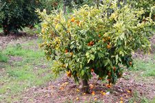 Fruit Tree Royalty Free Stock Photography Fruit Tree Royalty Free Stock Photography