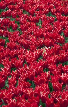 Red Tulips Royalty Free Stock Photos Red Tulips Royalty Free Stock Photos