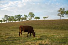 Cow On A Pasture Stock Image Cow On A Pasture Stock Image