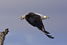 African Fish Eagle Flying Royalty Free Stock Photography