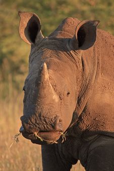 White Rhino Royalty Free Stock Photos