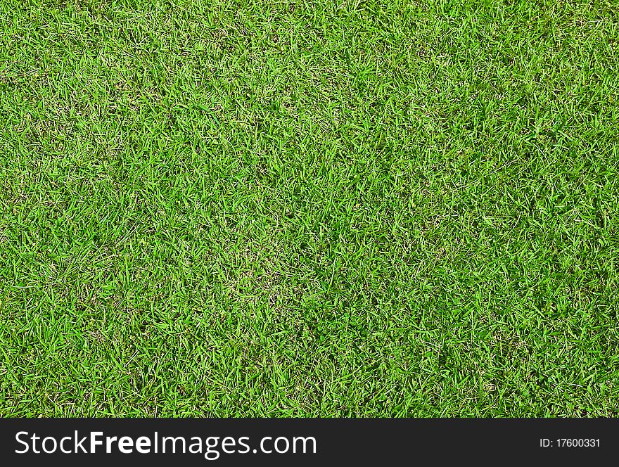 Green grass detail for background