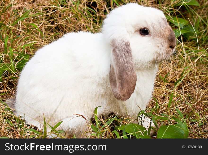 White rabbit in the grass field