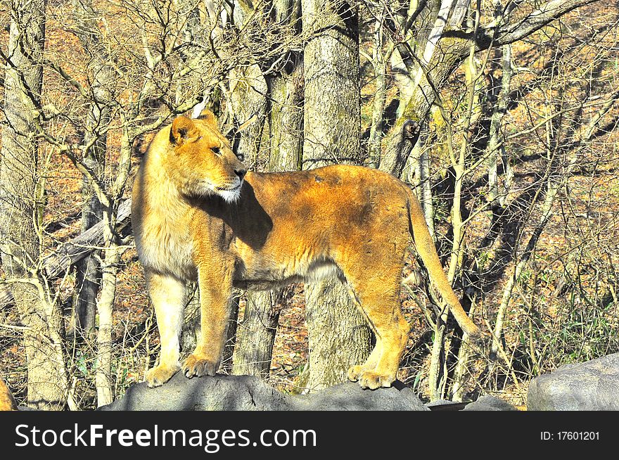 A lion stands elegantly watchful of its surrounding. A lion stands elegantly watchful of its surrounding