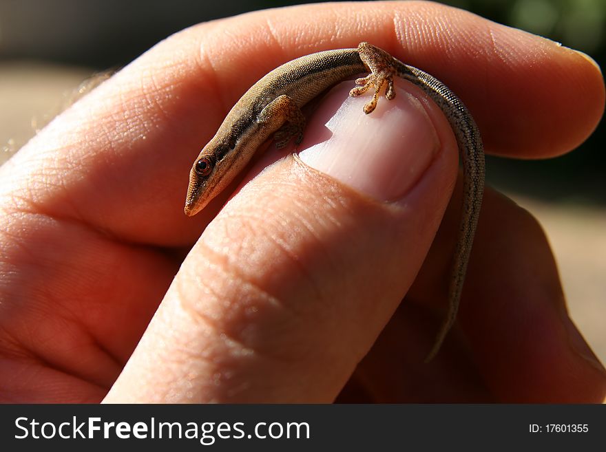 Small madagascar gecko in human hand