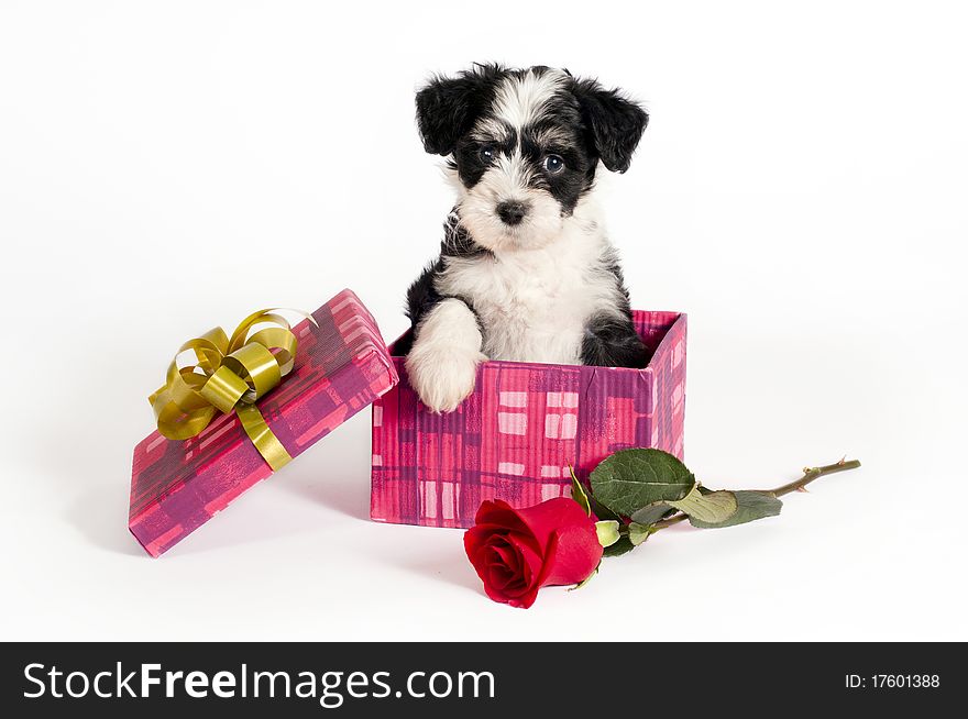 Cute Powder-puff puppy in a gift box with rose. Cute Powder-puff puppy in a gift box with rose.