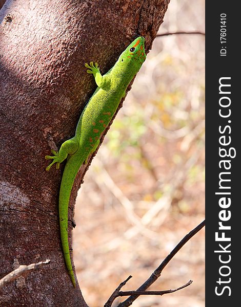 Small madagascar gecko in its natural environment