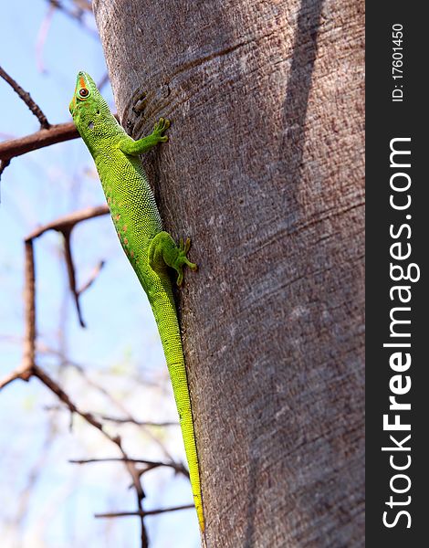 Small madagascar gecko in its natural environment