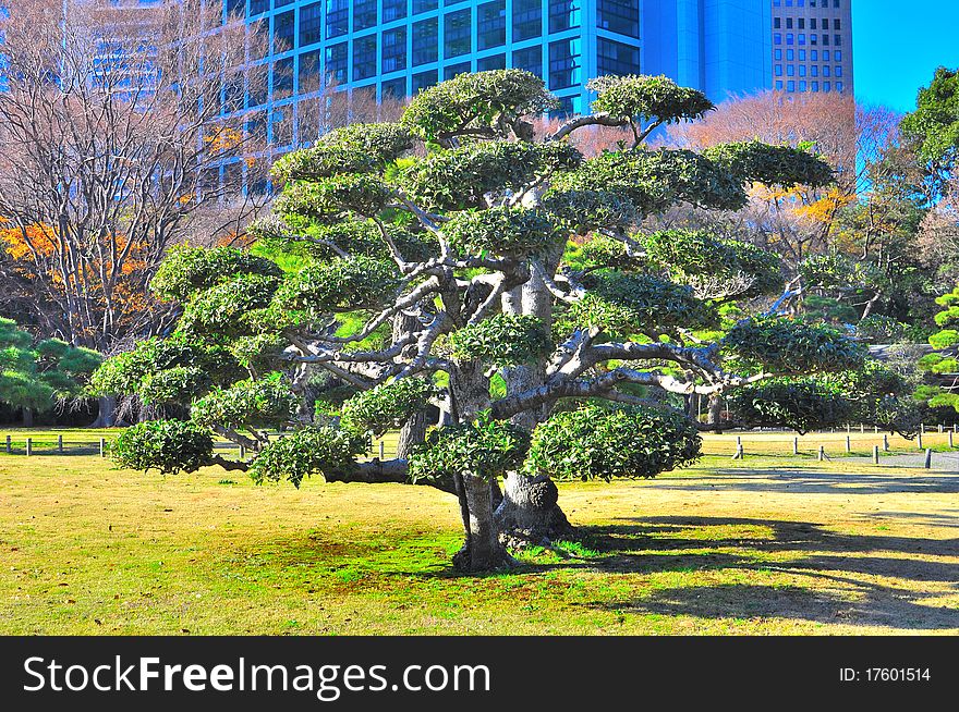 A bonsai tree in japanese jarden