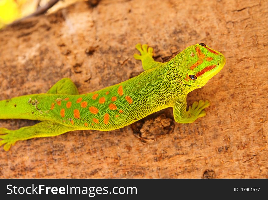 Small madagascar gecko in its natural environment. Small madagascar gecko in its natural environment