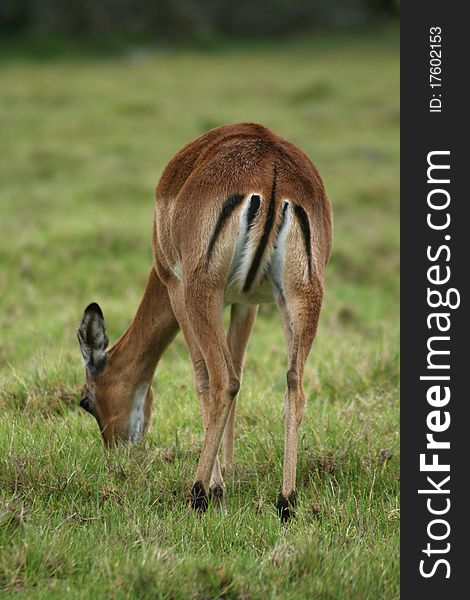 The rear of an african impala grazing