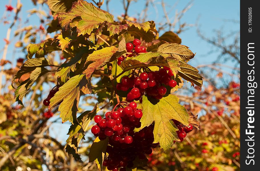 Rosny bunch of red viburnum