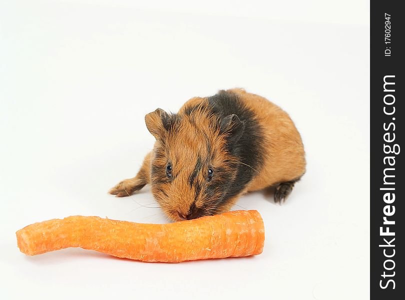 Guinea pig and carrots on a grey background