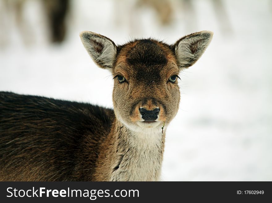 A fallow doe looks intently into the camera with a winter background. A fallow doe looks intently into the camera with a winter background