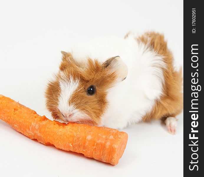 Guinea pig and carrots on a grey background