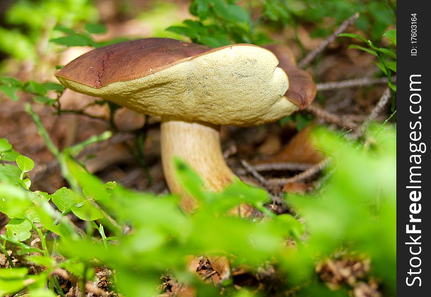 Boletus from the summer forest