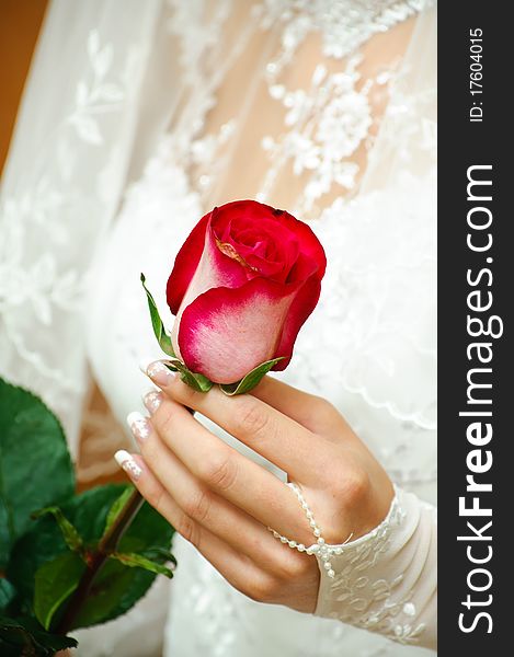 The bride holds a delicate rose in a hand. The bride holds a delicate rose in a hand