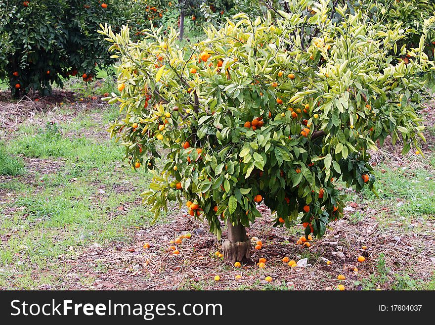 Mandarine orange tree with some tangerines in Turkey. Mandarine orange tree with some tangerines in Turkey