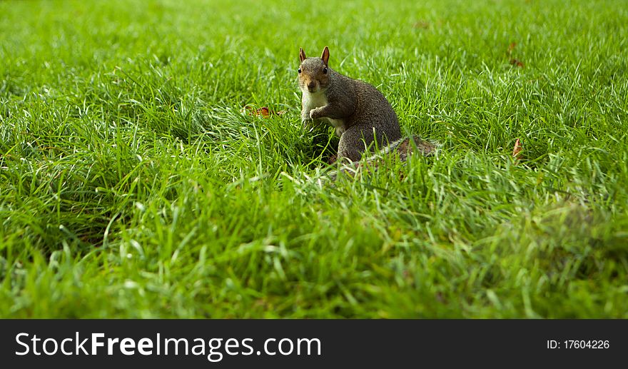 Eating squirrel sitting on the grass