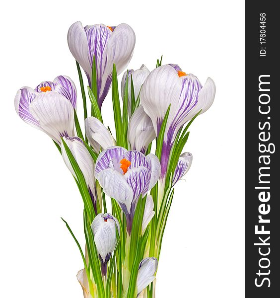 First spring flowers Crocuses isolated on white. First spring flowers Crocuses isolated on white