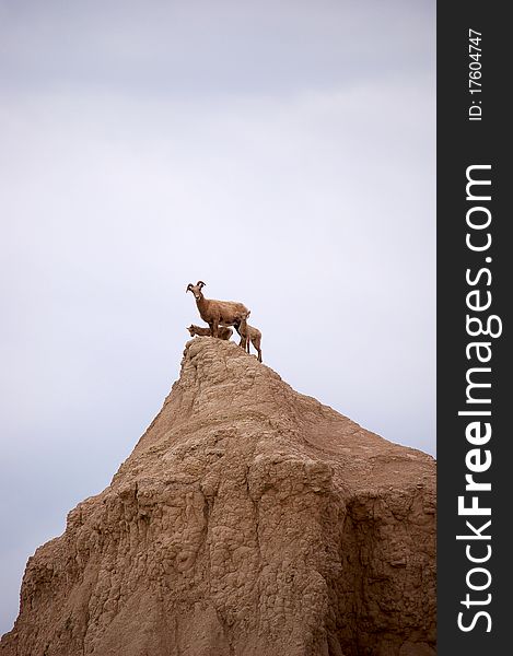 Big Horn Sheep In Nature