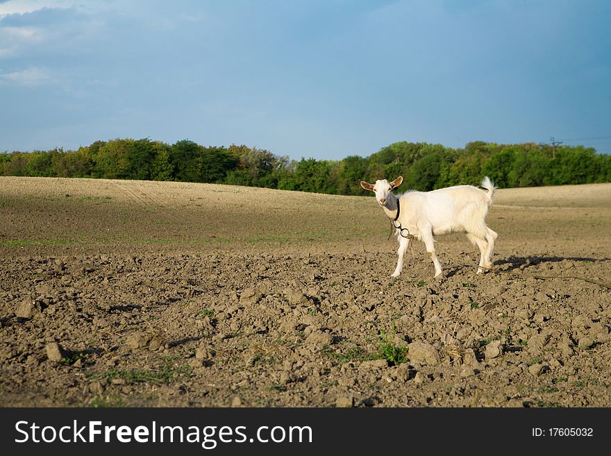 Young goat on a freshly plowed field looking for a fresh green grass. Young goat on a freshly plowed field looking for a fresh green grass