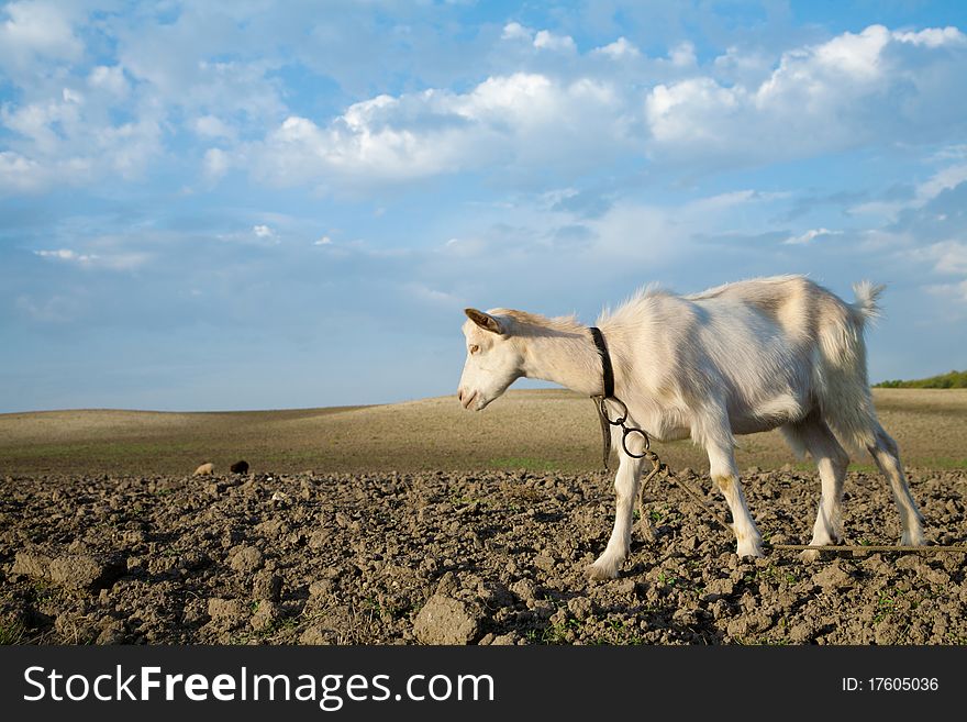 Young Goat Looking For A Fresh Grass