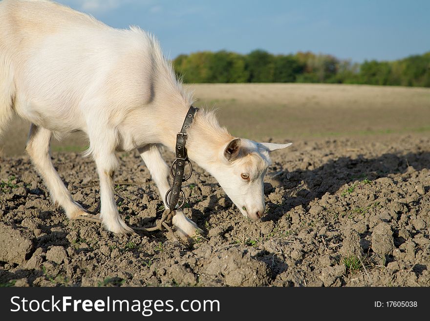 Young goat looking for a fresh grass