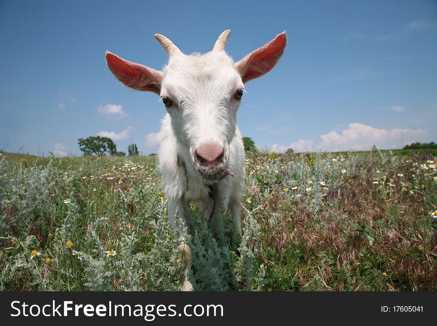 Young goat looking for a fresh grass