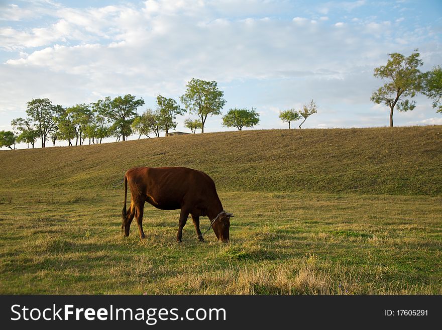 Cow on a pasture in the morning