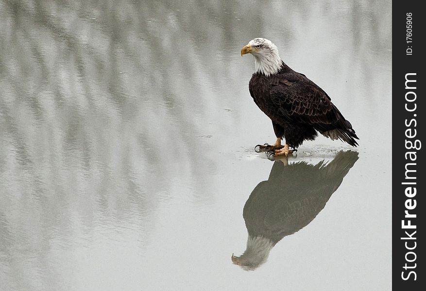 North American Bald Eagle on frozen lake. North American Bald Eagle on frozen lake