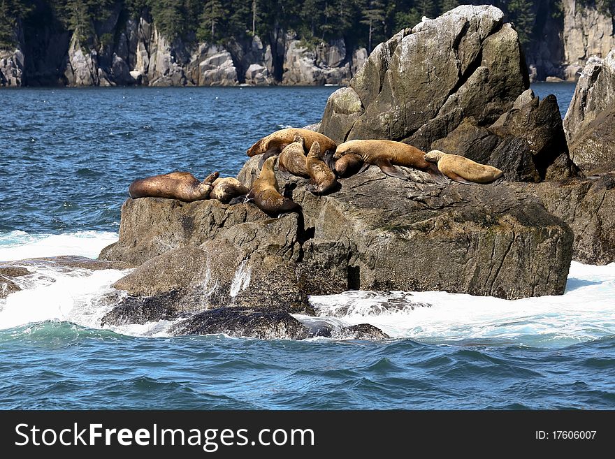 Sea lions basking on a rock near Valdez, Alaska USA. Sea lions basking on a rock near Valdez, Alaska USA