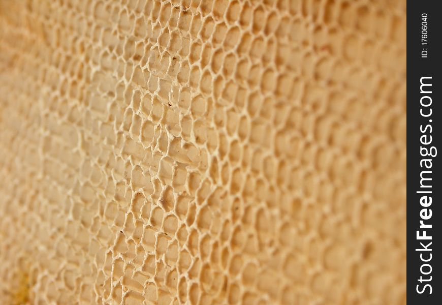 An oblique view of a honeycomb with shallow depth of field. An oblique view of a honeycomb with shallow depth of field.