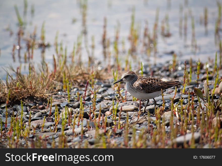 A Least Sandpiper pauses during the migration to find a meal. A Least Sandpiper pauses during the migration to find a meal.