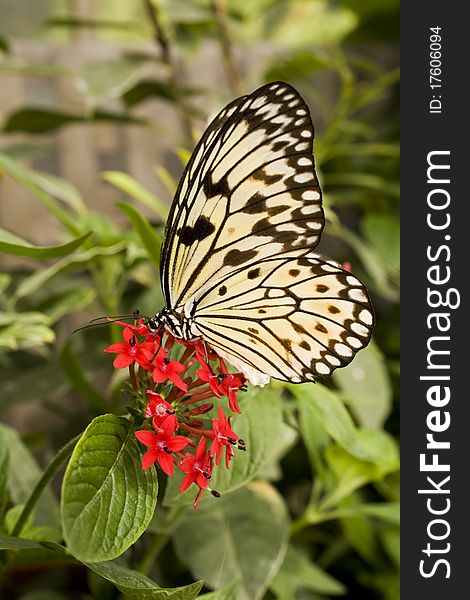 Paper Kite Butterfly (Idea Leuconoe)