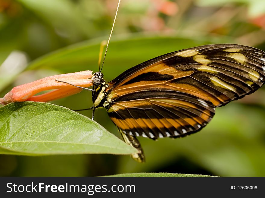 Isabella Tiger Butterfly (Eueides Isabella)