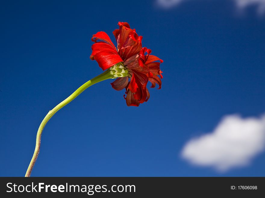 Red zinnia shot against bright blue sky