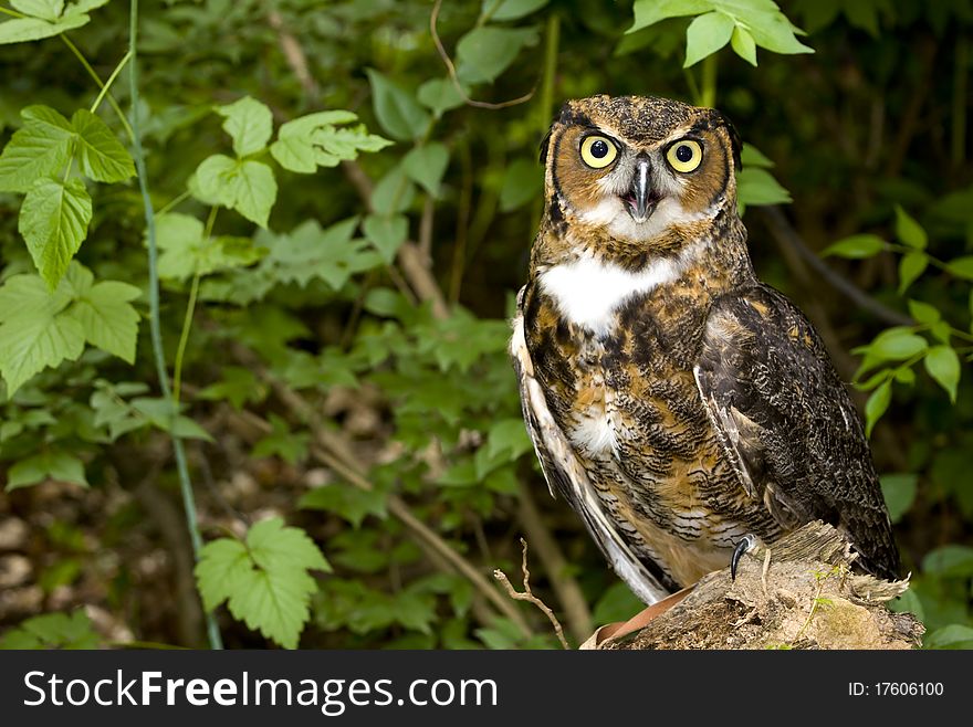 Great Horned Owl perched on a stump in a forest. Great Horned Owl perched on a stump in a forest