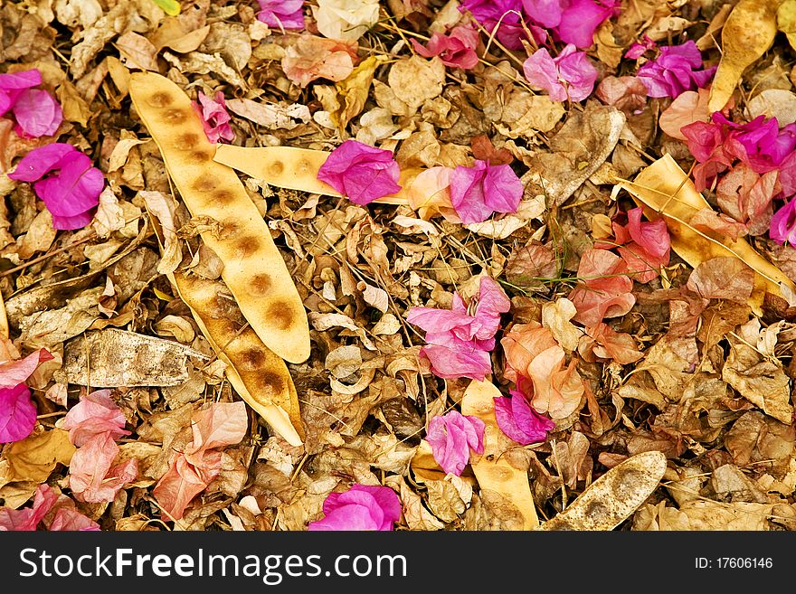 Close up of dried foliage and bright blooms photographed in the Upper West Region of Ghana Africa. Close up of dried foliage and bright blooms photographed in the Upper West Region of Ghana Africa
