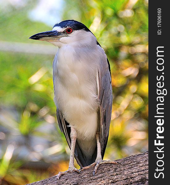 The black-crowned night-heron, or black-capped night-heron, commonly shortened to just night-heron in Eurasia, is a medium-sized heron found throughout a large part of the world, including parts of Europe, Asia, and North and South America. The black-crowned night-heron, or black-capped night-heron, commonly shortened to just night-heron in Eurasia, is a medium-sized heron found throughout a large part of the world, including parts of Europe, Asia, and North and South America.