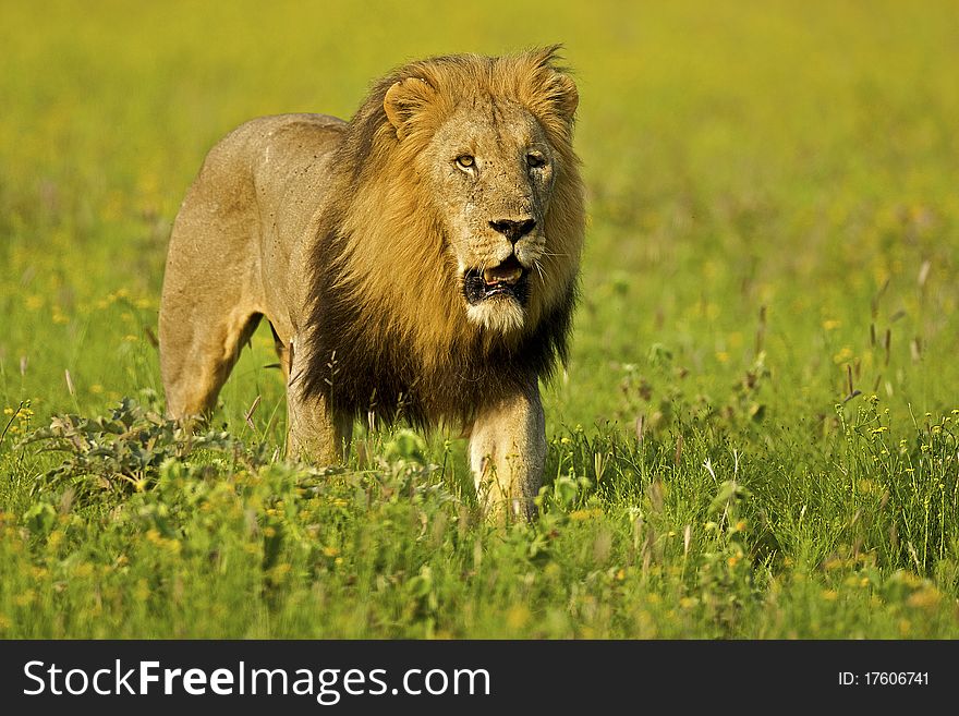 Male lion walking in plains with yellow flowers