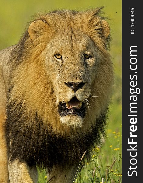 Head on male lion portrait with yellow flowers in the background