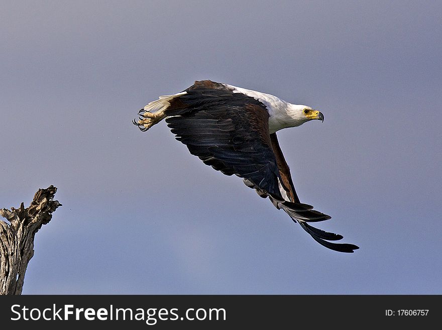 African fish eagle flying